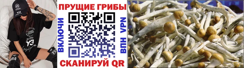 как найти наркотики  МЕГА ссылка  Галлюциногенные грибы Psilocybe  Артём 
